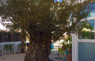 Apartamentos Es Cantó - Photo 5