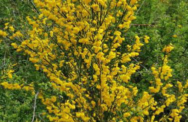 Ferienwohnung Eifelgold Esch - Foto 1