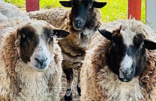 Tranquil Modern Farm Cabin - Foto 15