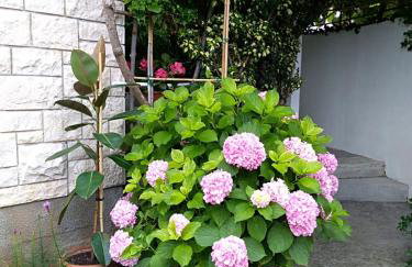 Apartman Mladenka - Foto 25