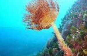 Argentario bed and beach - Foto 35