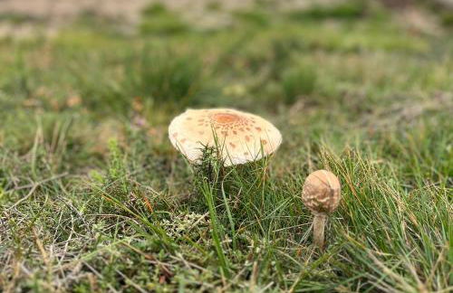 Casa da Fonte, Monte - Foto 44