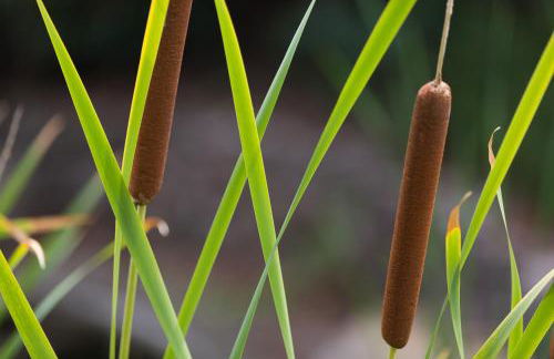 Resort Capo Bianco - Foto 38