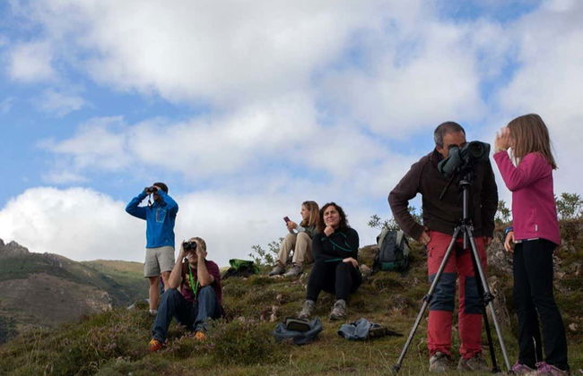 Avistamiento de oso pardo cantábrico en Asturias - Foto 2