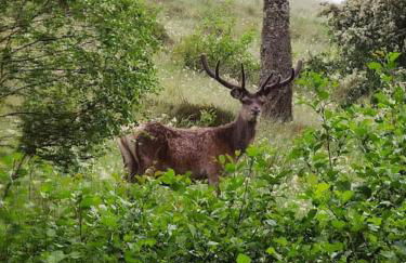 South Lodge, Glenfintaig - Photo 20
