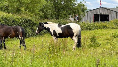 Sticklinch Farm Cottage Near Glastonbury town & walking distance for festival 4 beds sleeps 5 - Foto 3, Garden view