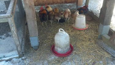 Ferienwohnung Sonnenschein mit kleinem Bauernhof - Foto 5