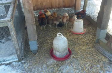 Ferienwohnung Sonnenschein mit kleinem Bauernhof - Foto 5