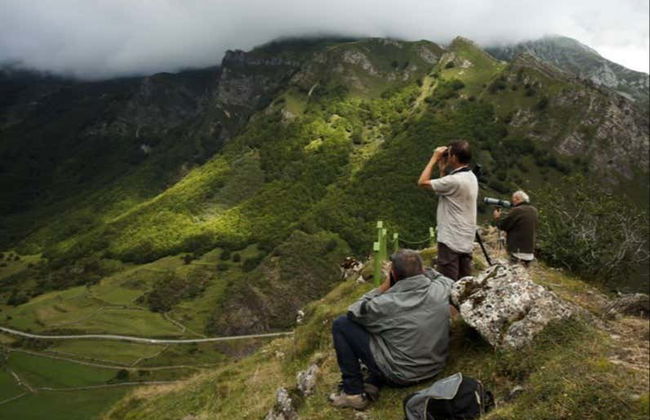 Avistamiento de oso pardo cantábrico en Asturias - Foto 1