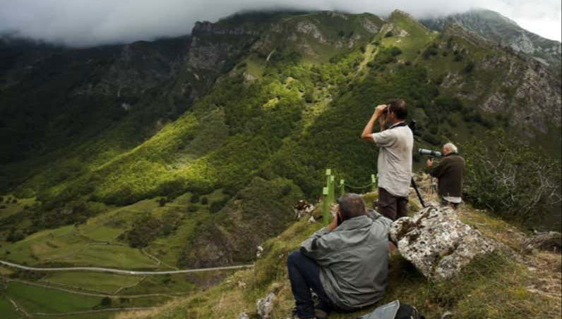 Cantabrian Brown Bear Sighting - Foto 2