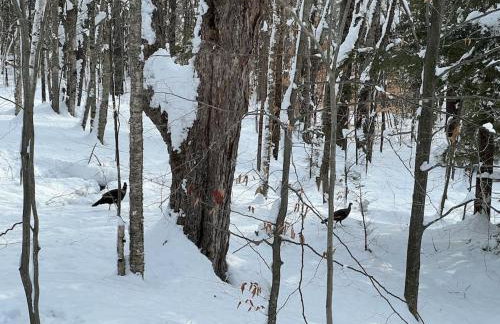 Bluebird Cottage - Large all season getaway - Foto 20