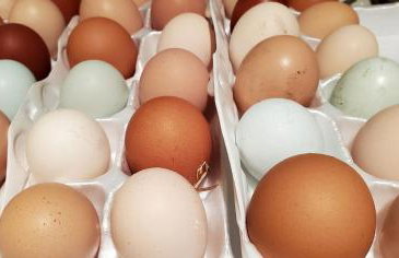 Magical Tree House Rental Nestled in the Woods on Farm Retreat near St. Louis, Missouri - Foto 38