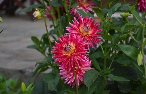 Mirsini Apartments - Foto 42