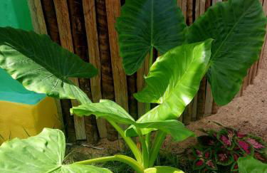 Côco Verde - Pousada Icaraí Kite Village - Foto 15