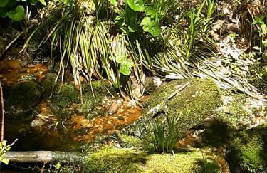 Fewo Schwarzwald Von Oben - Kniebis - Foto 25