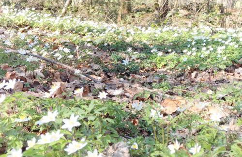 les hortensias La Souris Des Champs - Foto 24