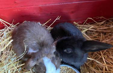 Tischneck Chalets - TraumFerienhäuser im Schwarzwald - Chalets Riva & Limone - Foto 22