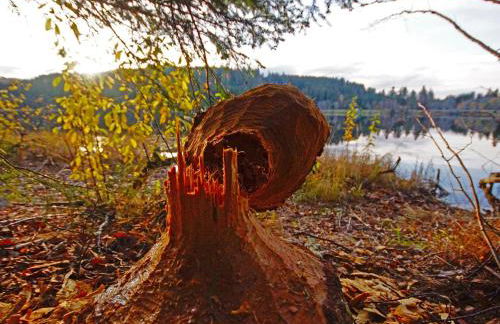 Biber Lodge - Foto 17