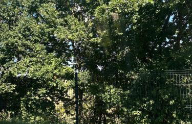 Willa Daisy - Foto 48