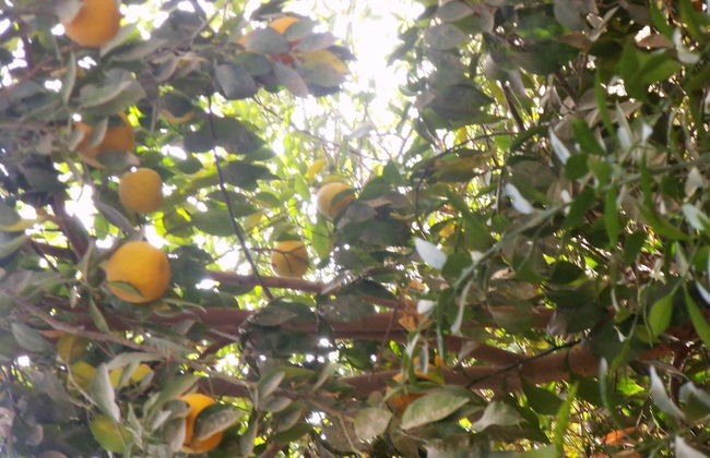 Villa in Luxor - Foto 14