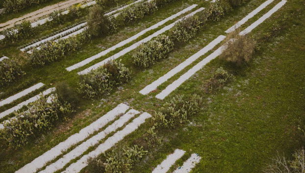 Un campo di erbe aromatiche