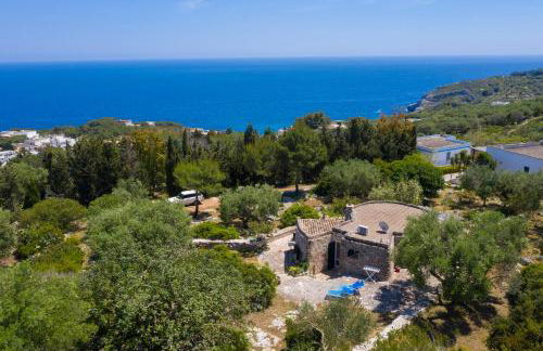 Pajara Rugiada - Foto 26