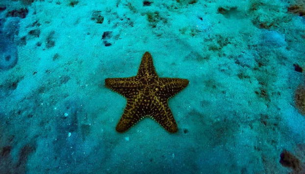 Diving Introduction in Baru - Foto 2