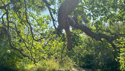 Sítio Encanto do Delta - Foto 5