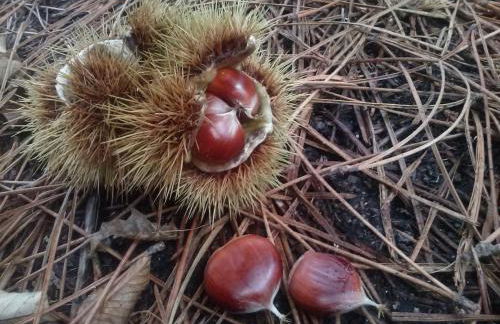 Casa de Verdes - In Cabana de Bergantinos - Foto 132