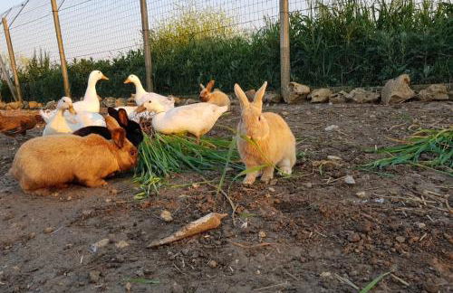 Salento LapezzaAculuri - Foto 41