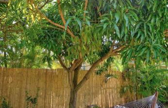 Stunning Lanikai Home just steps to the Ocean-Authentic Hawaiian Tropical Charm - Photo 30