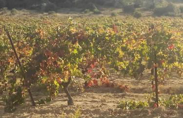 Villa Rouge Corbieres - Foto 42