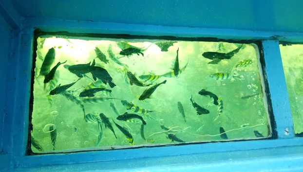 Paseo en barco con fondo de cristal por Diani - Foto 5, El fondo transparente del barco