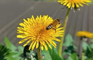 Agriturismo Carne Sicura - Foto 59