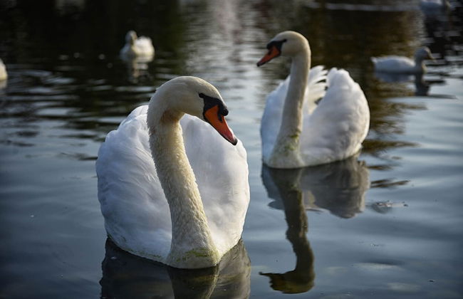 Agriturismo Corte Benetti - Foto 52