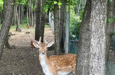 Filipowe Zacisze - Foto 11
