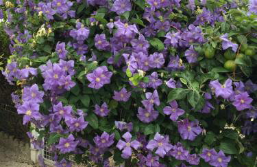 Les Galets - Foto 53