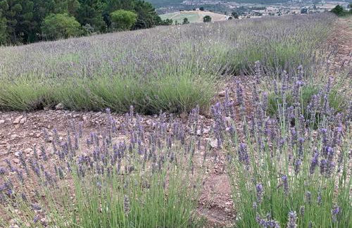 El Portal de Moratalla - Foto 64