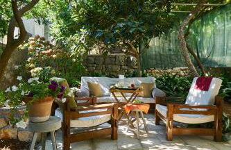 Aspidistra Shadow - Foto 1