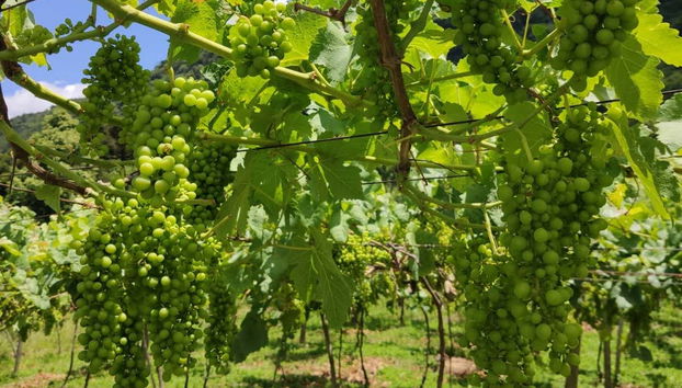 Vinhedos da vinícola