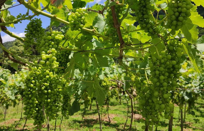 Ingresso da vinícola Jolimont - Foto 3