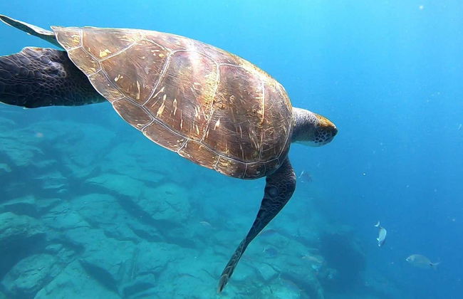Los Cristianos Kayak & Snorkel Trip - Photo 5