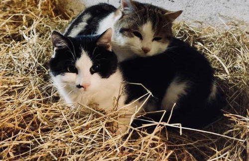 Moarhof Hackling - Ferienwohnung Anian - Foto 21