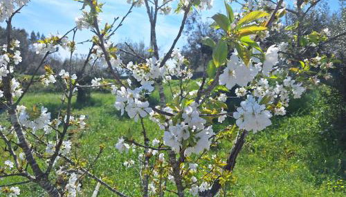 Casa do Pastana - Foto 3