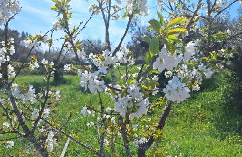 Casa do Pastana - Foto 3
