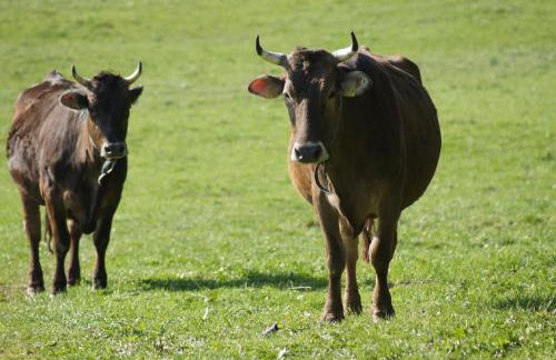 Tannenhof Epple - Foto 10