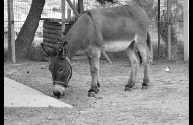 Le Mazet De La Dame - Foto 12