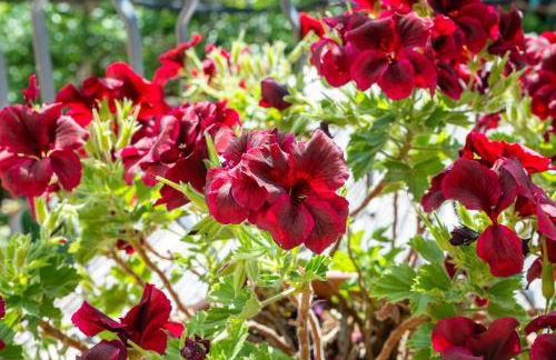 Agriturismo da Regina - Foto 18