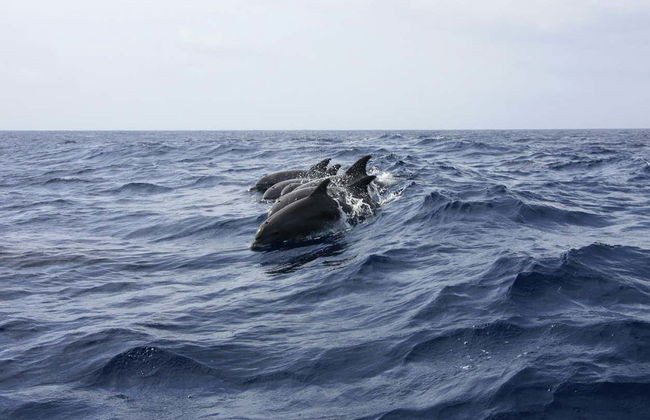 Avvistamento di delfini a Isla Aguada - Foto 1