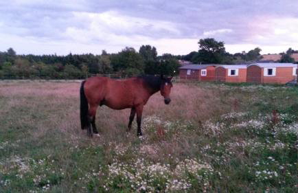 La Ferme des Épis - Foto 103